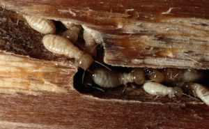 Termite Control Service
