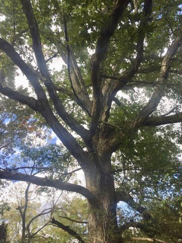 oak trees in kansas

